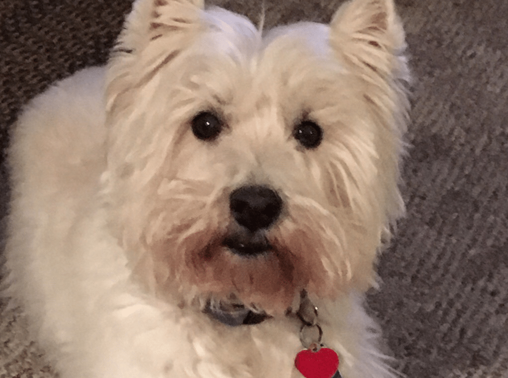 West Highland white terrier needs a new home!