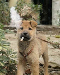 Dogs and second hand smoke.