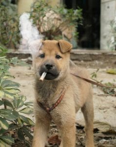 do dogs get cancer from secondhand smoke