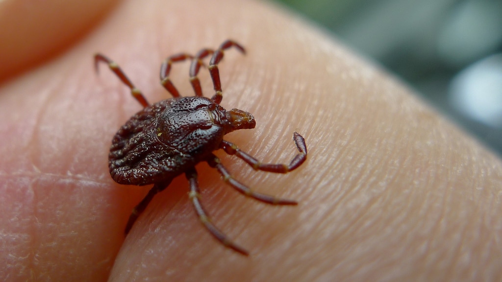 Ticks are an epidemic this year!